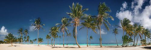Strand met palmbomen in de Dominicaanse Republiek / Caribisch gebied. van Voss fotografie