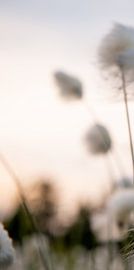 Wolverines (Part 1 of triptych) by Ellis Peeters