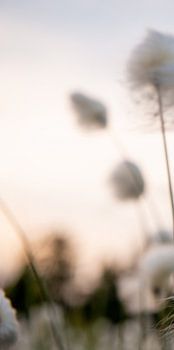 Wolverines (Part 1 of triptych)