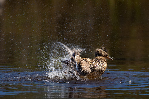 Mallard Female Splashing Water dynamic shot