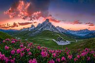 Alpenrozen bij zonsondergang in Zuid-Tirol van Voss fotografie thumbnail
