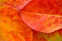 Autumn leaves