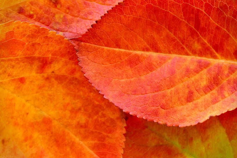 Autumn leaves by Harry Wedzinga