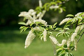 Blüten einer gewöhnlichen Traubenkirsche