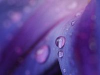 De schoonheid van regen