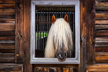 BLONDIE HEEFT MOOI HAAR MET AI