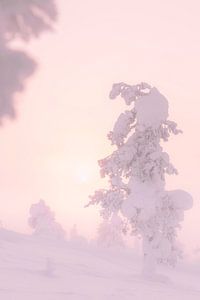 Jungfräuliche weiße Landschaft in Lappland mit Sonnenaufgang | Reisefotografie Druck | Saariselkä Finnland