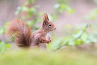Squirrel with pony tail