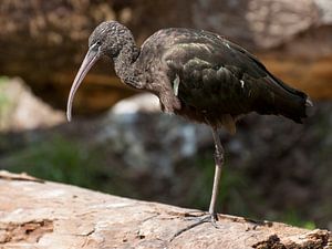 Schwarzer Ibis : Tierpark Amersfoort von Loek Lobel