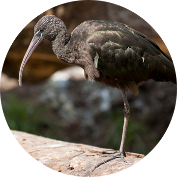 Zwarte Ibis : DierenPark Amersfoort van Loek Lobel