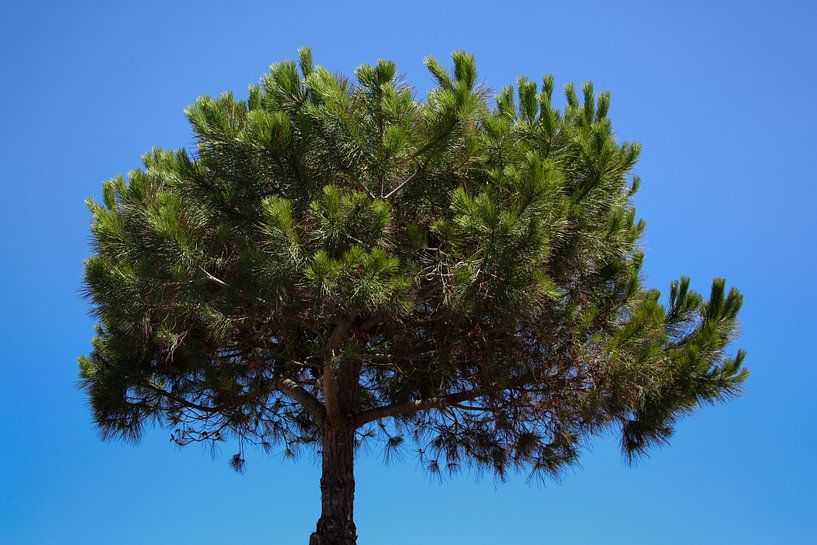 Tree by Evelyne Renske