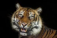 Tiger alert.