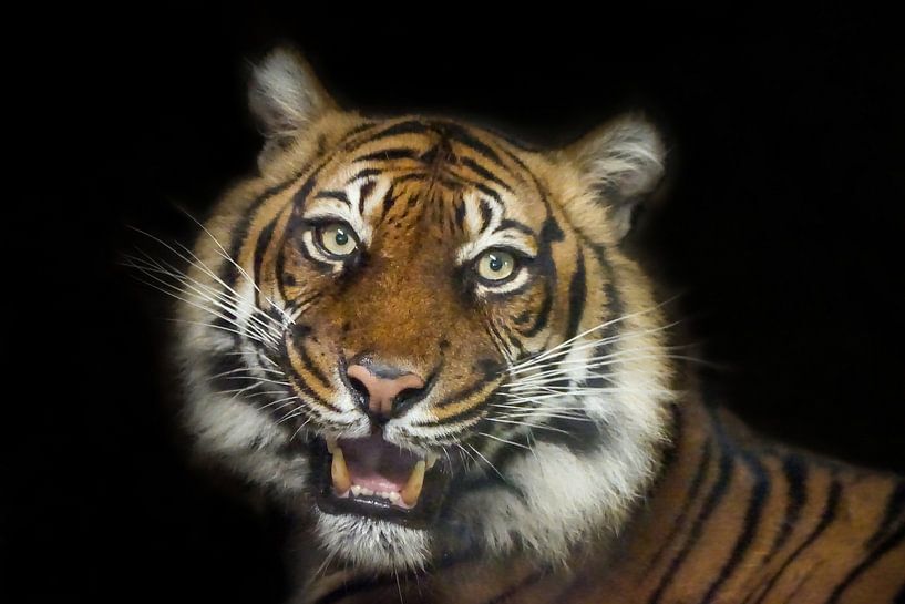 Tiger alert. by Tanja Otten Fotografie