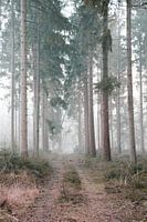 Sentier forestier dans le Speulderbos
