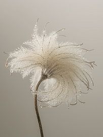 Fragile Vulnerability: A National Portrait of a Fluff by Marjolijn van den Berg