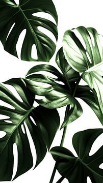 Monstera's Light Game by ByNoukk