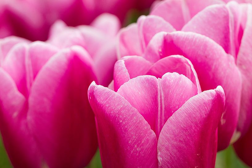 Tulpen von Piebe van den Berg