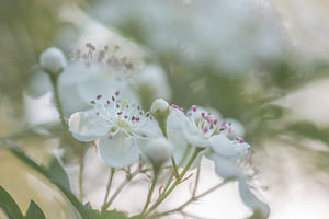 weiche Blüte