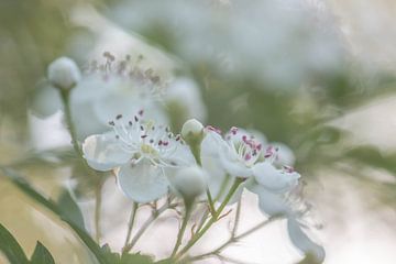 weiche Blüte von Tania Perneel