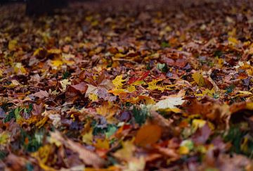 de nombreuses feuilles d'automne colorées jonchent le sol de la forêt sur Thomas Heitz