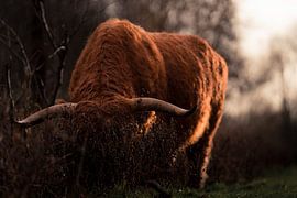 Highlander écossais sur Dave Oudshoorn