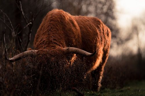Highlander écossais