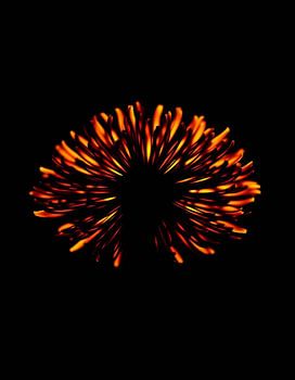 „Ember Allium XIII“