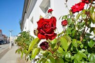 Ingrid Bergman - Rote Hochstammrosen in der August-Bebel Straße von GH Foto & Artdesign Miniaturansicht