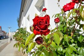 Ingrid Bergman - Red high trunk roses in the August-Bebel street by GH Foto & Artdesign