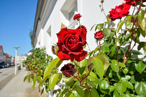 Ingrid Bergman - Rote Hochstammrosen in der August-Bebel Straße