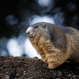 Alpenmarmot van Pim Leijen
