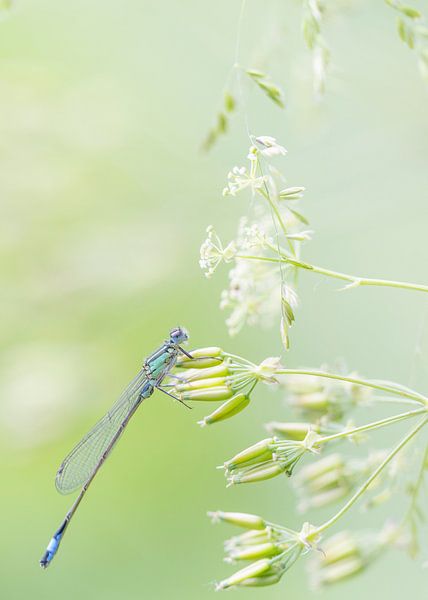 Misses on white flowers by Ronald Buitendijk Fotografie