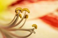 Amaryllis in close-up. van Ellen Driesse thumbnail