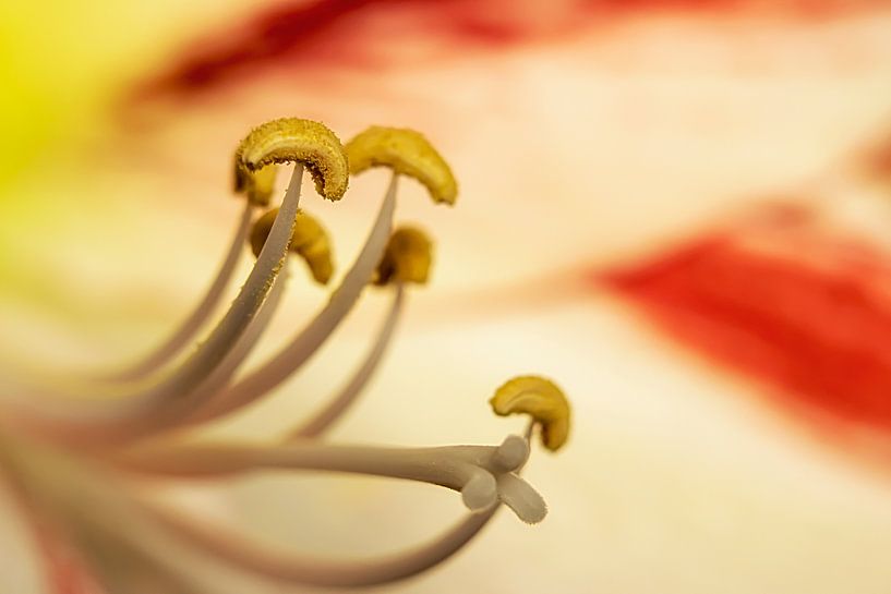 Amaryllis in close-up. van Ellen Driesse