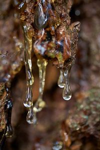 Gouttes de colophane accrochées à l'écorce d'un arbre