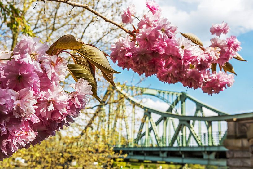 Cherry blossoms with Glienicke Bridge by Frank Herrmann