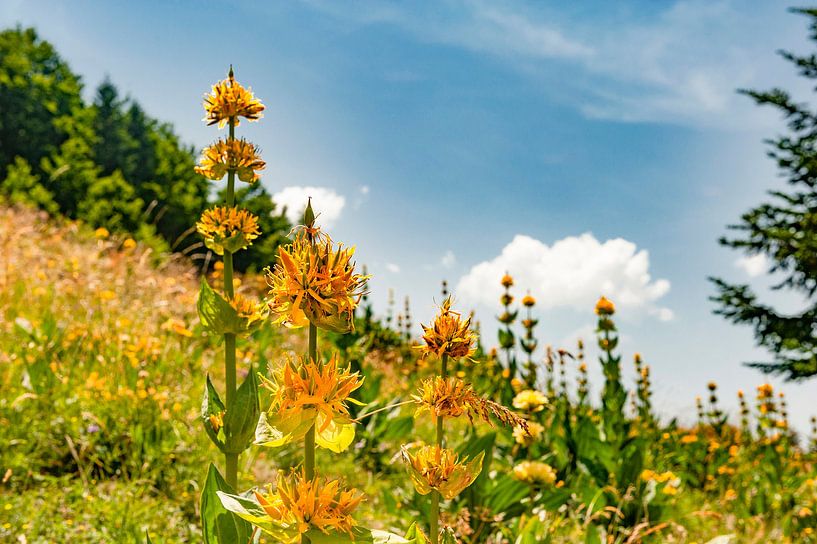 Icon of Pyrenees summer: Yellow gentian by Hilke Maunder