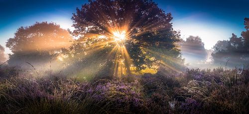 Sonnenstrahlen auf einem Heidefeld 