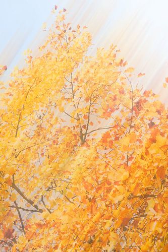 Warme herfst. Mooi op canvas met baklijst of als art frame.