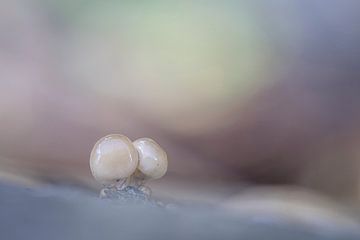 Porcelain fungus sur Gonnie van de Schans