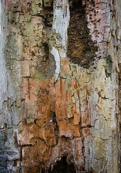 Structures des arbres