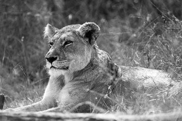 Lioness sur Jan van Kemenade