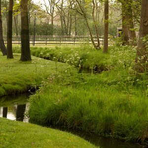 Die Wiese.