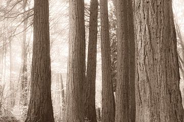 In Sepia verblassen