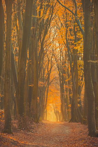 Bospad tijdens een herfstochtend op de Veluwe