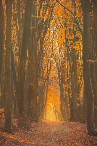 Forest path during an autumn morning in the Veluwe by Sjoerd van der Wal Photography