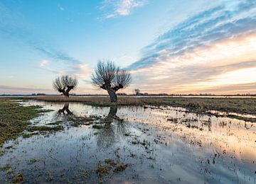 Knotwilgen in weiland tijdens de zonsondergang i van Michel Knikker