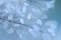 Kühles Blau (transparente Blätter einer verblühten Pflanze) von Birgitte Bergman Miniaturansicht
