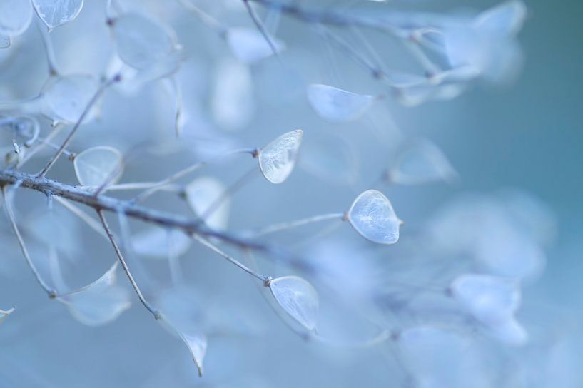 Kühles Blau (transparente Blätter einer verblühten Pflanze) von Birgitte Bergman