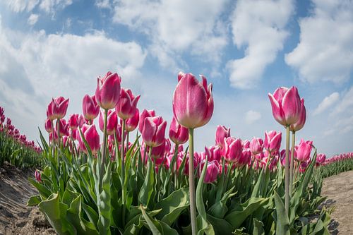 Tulpen op een zomerse dag geeft een schitterende combinatie van kleuren.